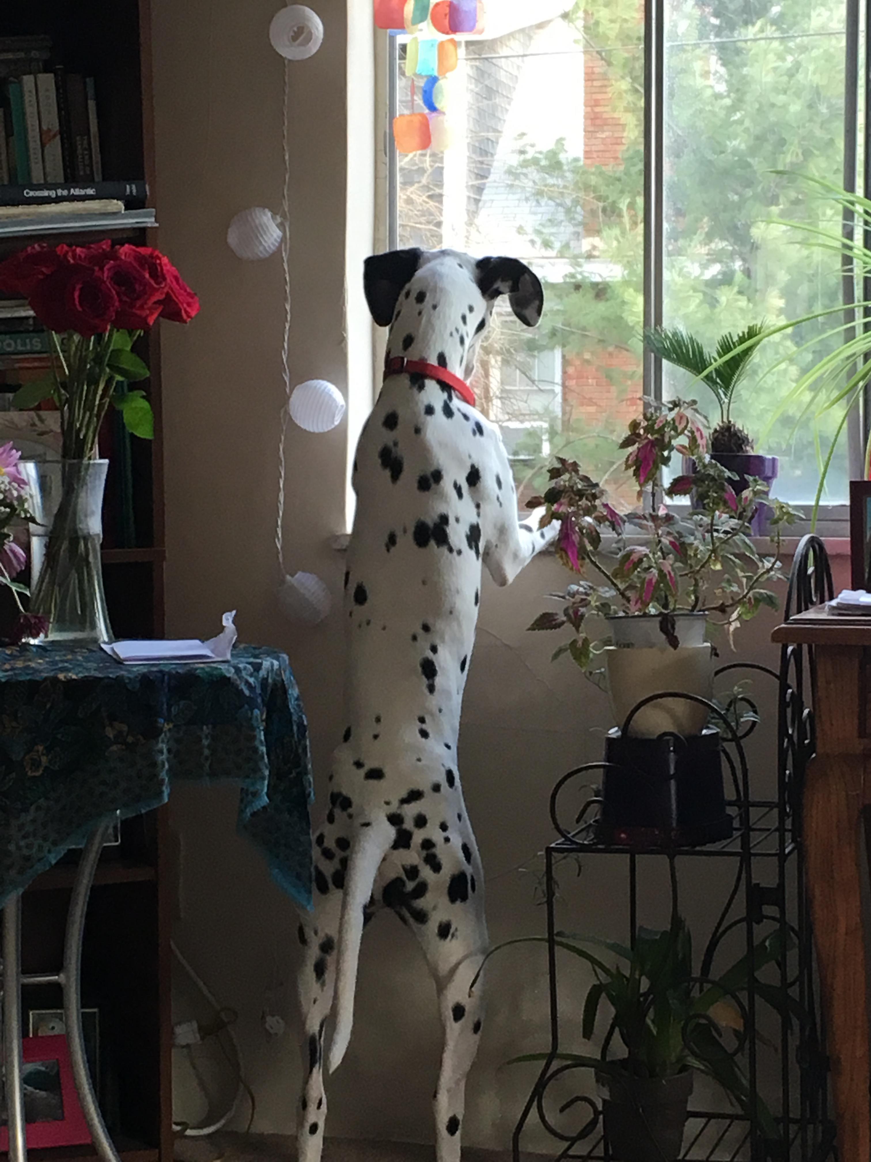 Are Dalmatians Good Apartment Dogs